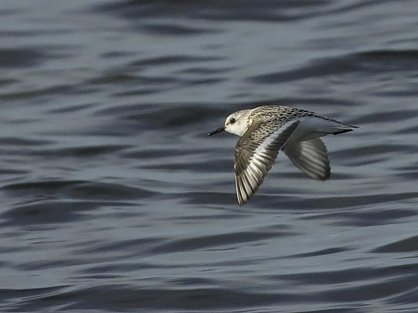 Pulmussirri, Sanderling, Calidris alba